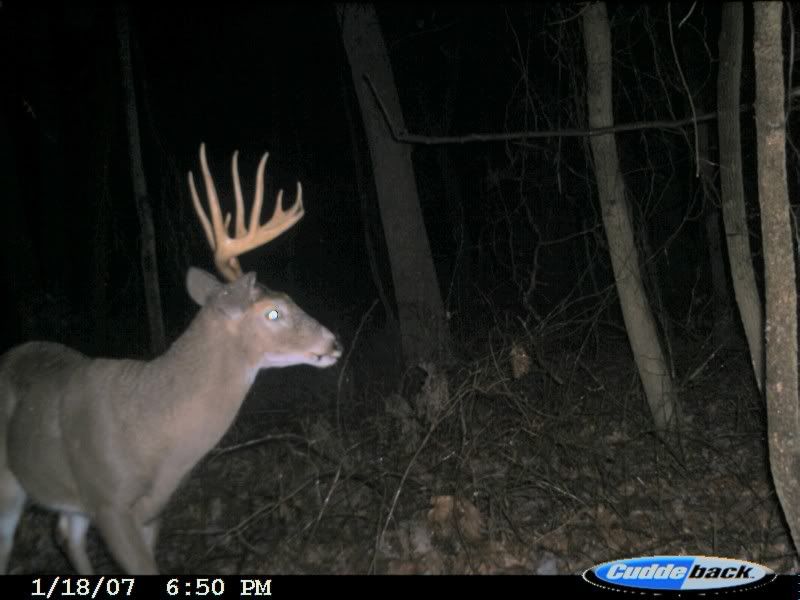 Some Of My Best Trail Cam Pics New Jersey Hunters