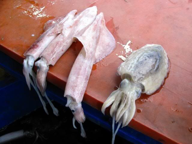 [Image: kemaman-squid-090509031.jpg]