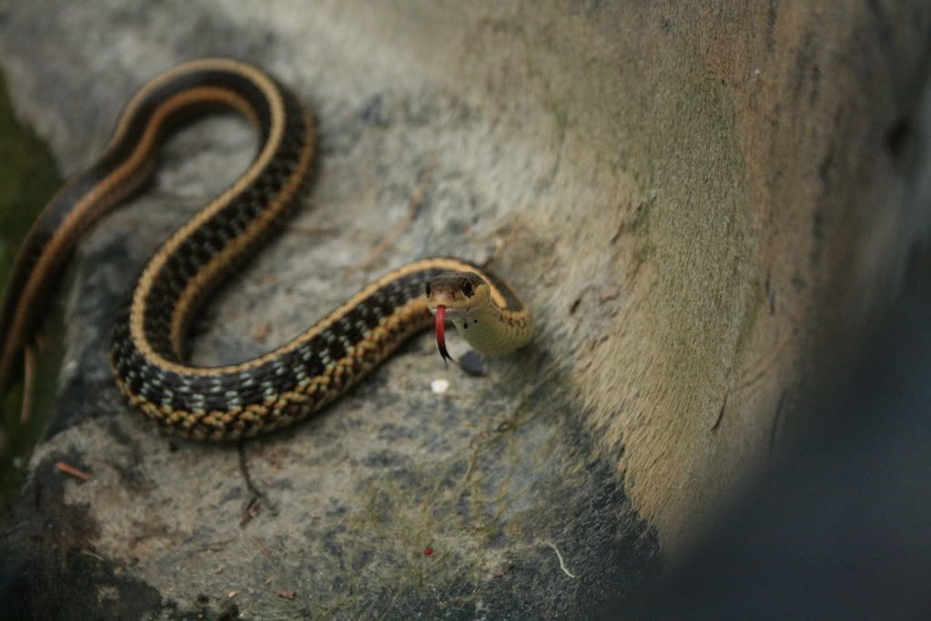 IMAGE: http://i19.photobucket.com/albums/b154/Red92VR4/IMG_1047.jpg