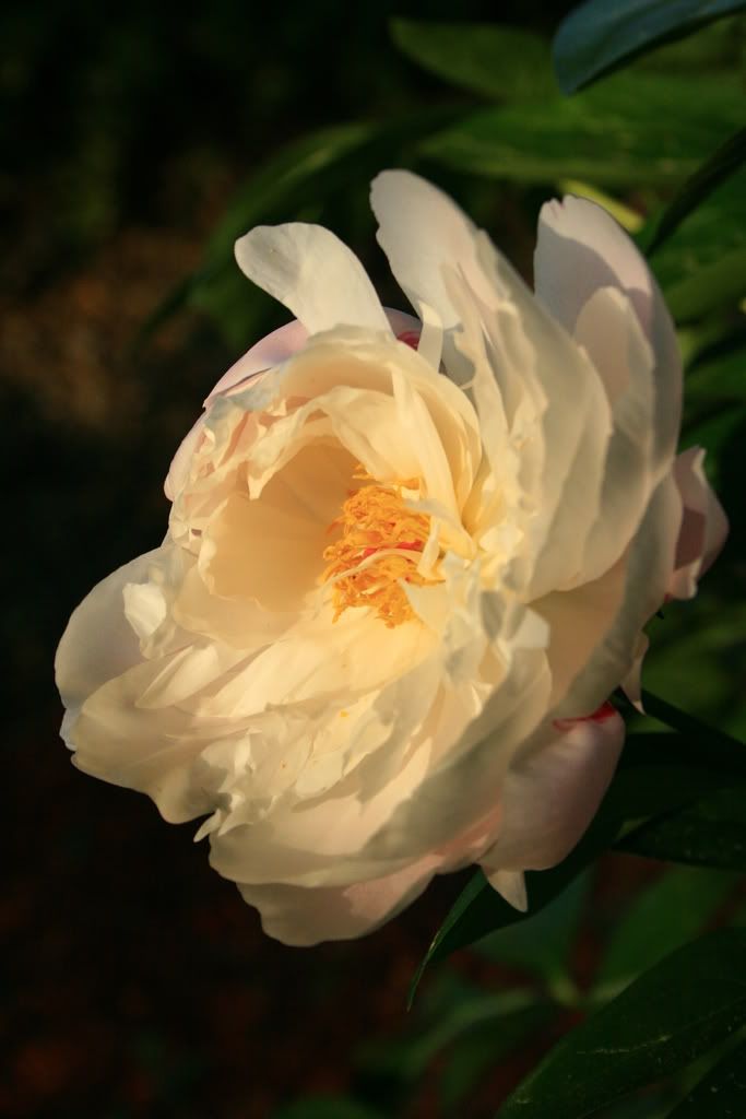 IMAGE: http://i19.photobucket.com/albums/b154/Red92VR4/a1c663c9.jpg