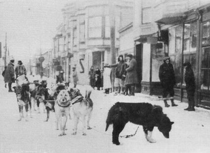 Balto and the team that delivered lifesaving serum to Nome,1925, Balto and the team that delivered lifesaving serum to Nome,1925