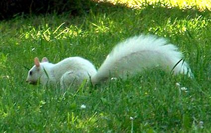  photo White squirrel.jpg