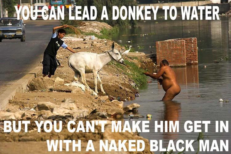 you-can-lead-a-donkey-to-water.jpg