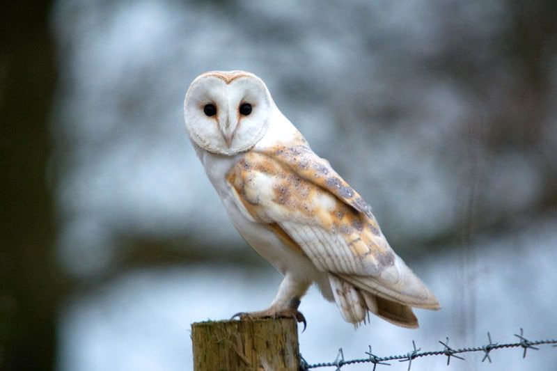 Uk Airshow Review Forums Barn Owl