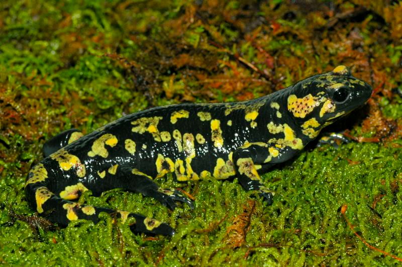 gallaica_sierra_de_arrabida_male1.jpg