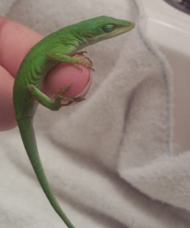 Baby Anole