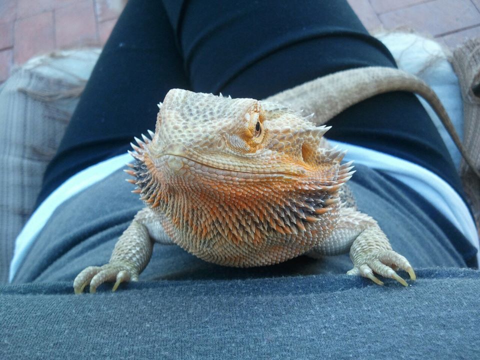 Dark Urate> Dehydration or Calcium? • Bearded Dragon . org