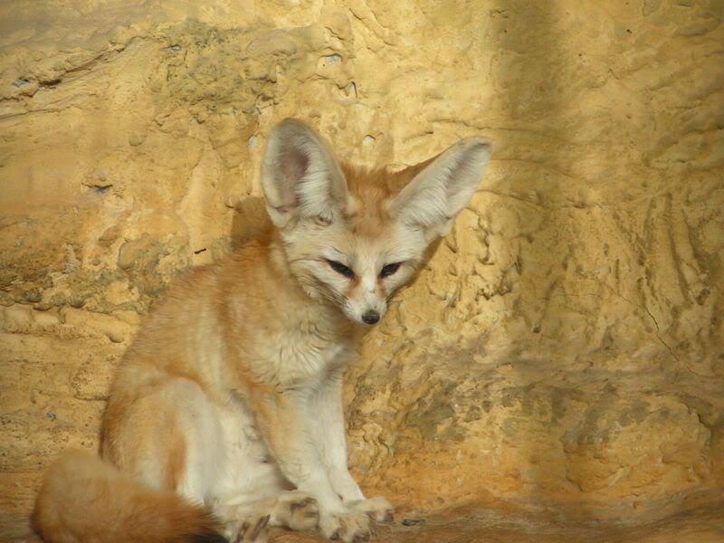 Fennec Fox Gif