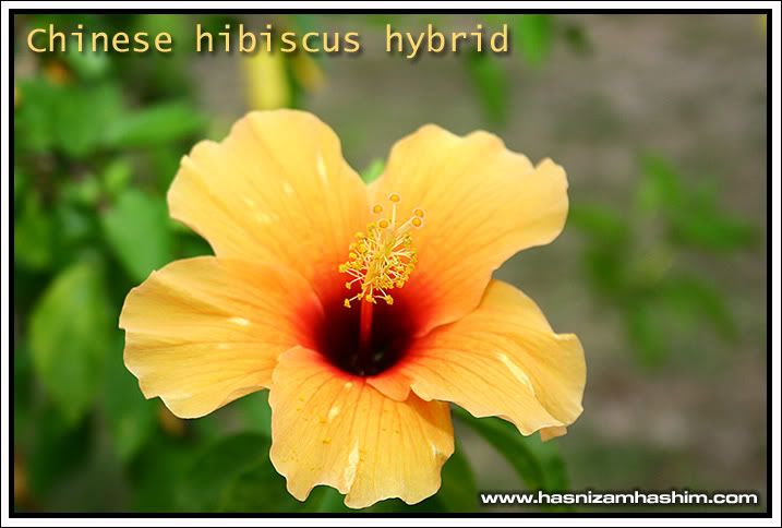 bunga raya bunga raya bunga raya hibiscus rosa bunga raya