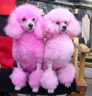 pink toy poodles 1a