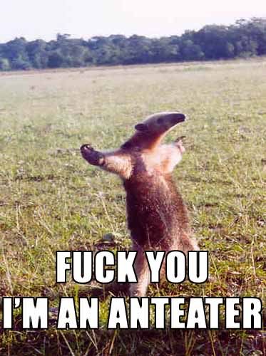 anteater Pictures, Images and Photos