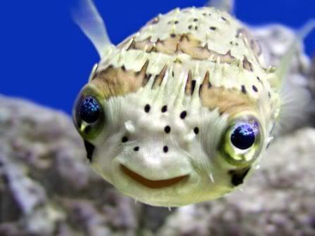 blowfish.jpg