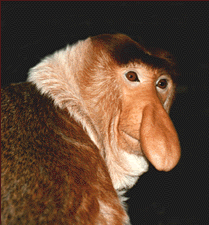 proboscis-monkey-big-nose.gif