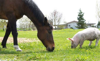  photo horse pig.png
