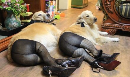  photo Dogs-Wearing-Pantyhose-A-Popular-New-Meme-in-China-1.jpg