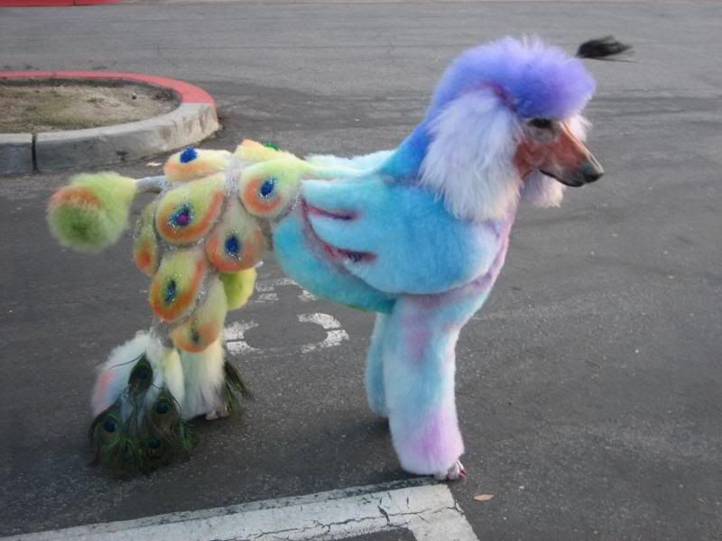  photo chinese-dog-dying-peacock-wtf-dyed.jpg