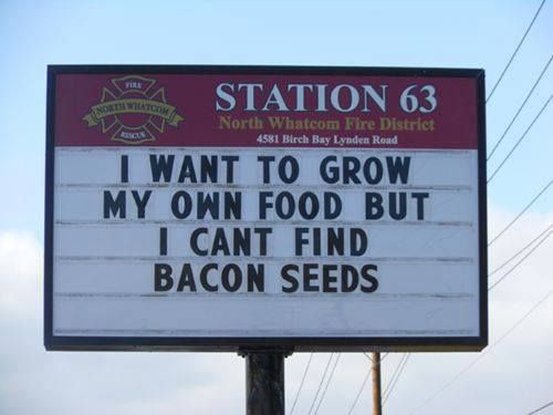  photo bacon seeds.jpg