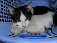 Photo Sharing and Video Hosting at Photobucket