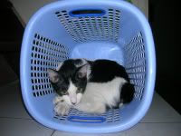 Photo Sharing and Video Hosting at Photobucket