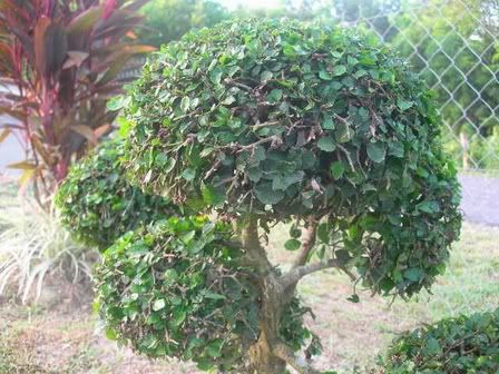 Bonsai Kesinai A K A Pokok Sinai Hobi Koleksi Aktiviti Luar Hobi Koleksi Forum Cari Infonet