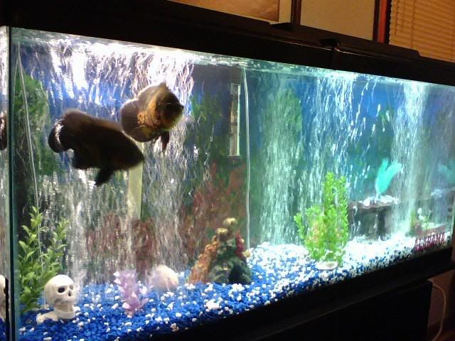 Feeder Fish Tank