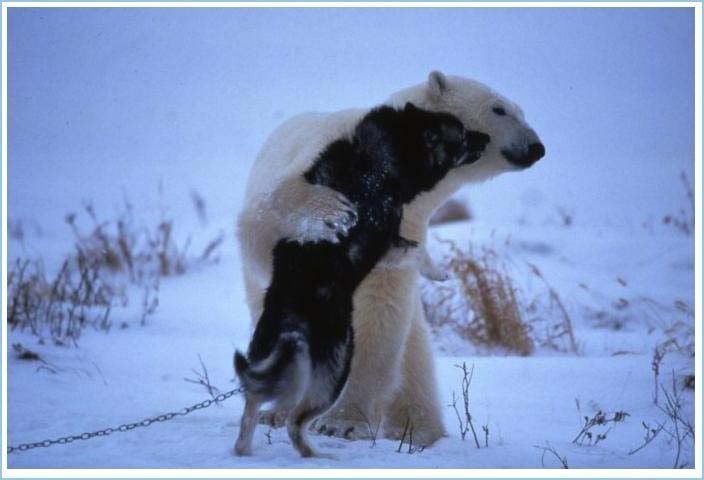 black hamster bedding