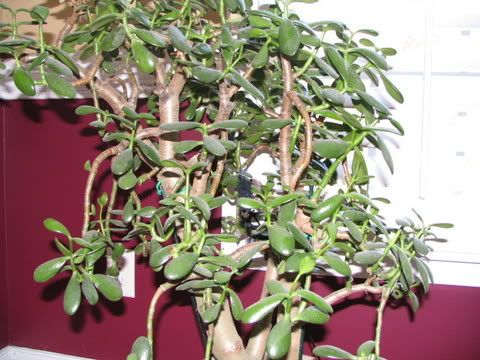 Jade Tree