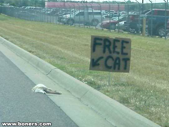 free-cat.jpg