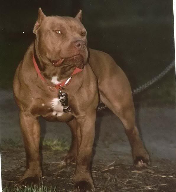 Dangerzone Pitbulls Go Pitbull Dog Forums