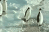 penguinhitmn4.gif
