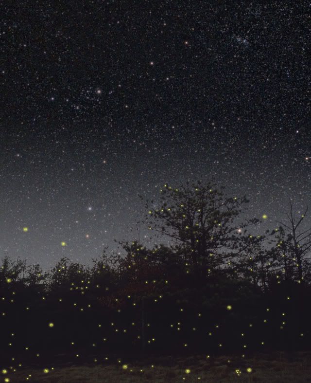 fireflies.jpg image by Maestro_dei_Nodi