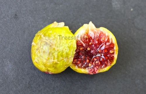 [IMG_2923figoinscopycopy_zpsa0c529aa]