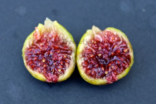 [IMG_2924figoinscopycopy_zps43b9574a]