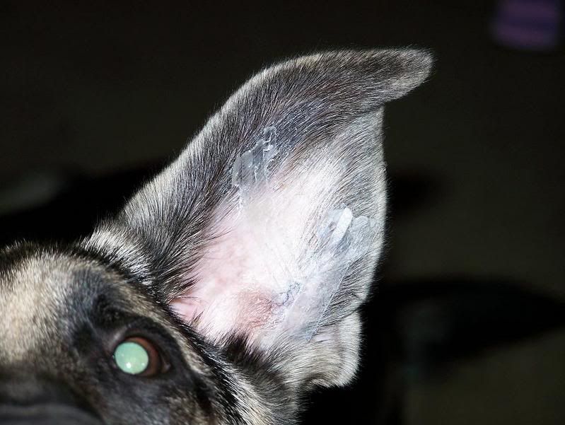 BreatheRight Strips for ears Page 5 German Shepherd Dog Forums