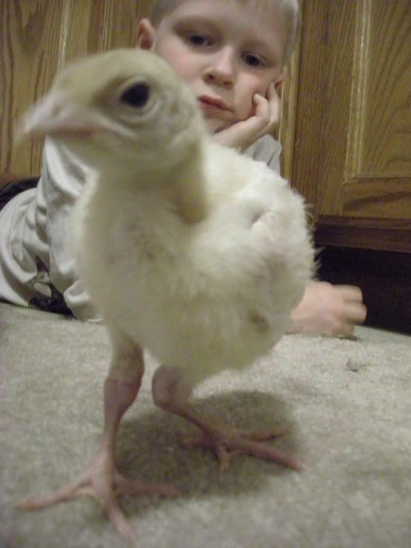 Hurt leg on baby turkey BackYard Chickens Learn How to Raise Chickens