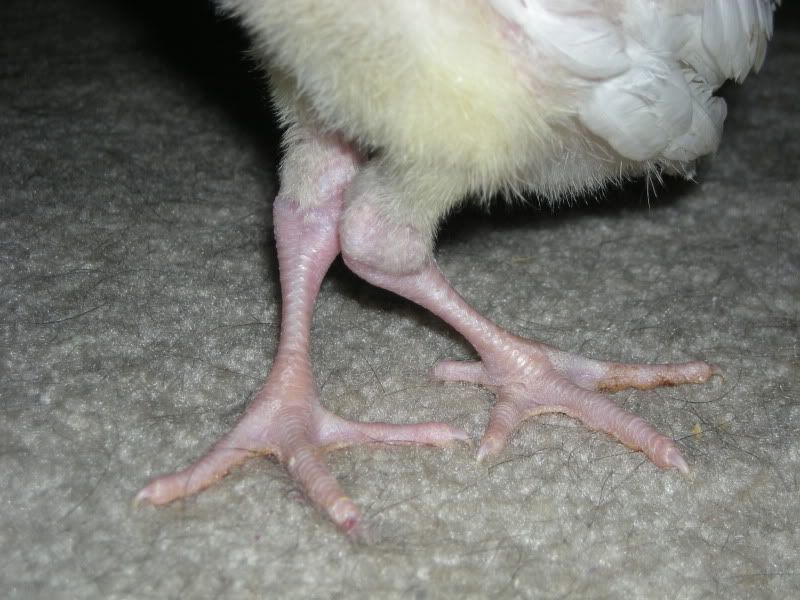 Hurt leg on baby turkey BackYard Chickens Learn How to Raise Chickens
