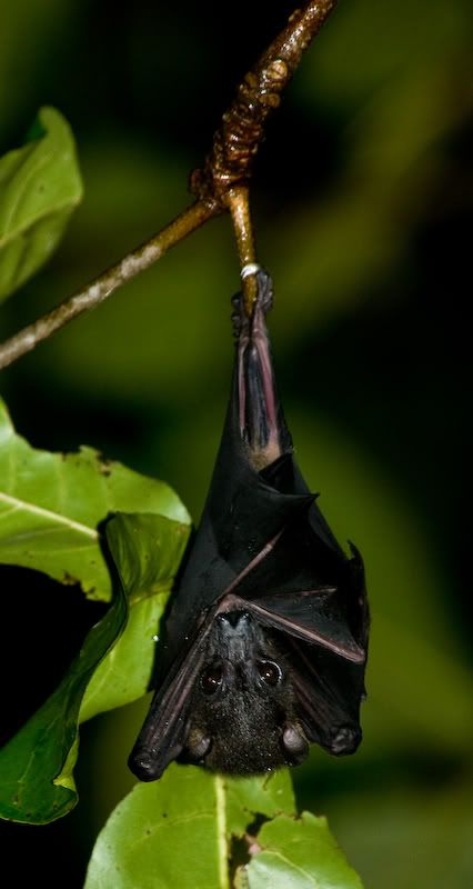 fruit bat eating fruit. Bare-backed fruit bat