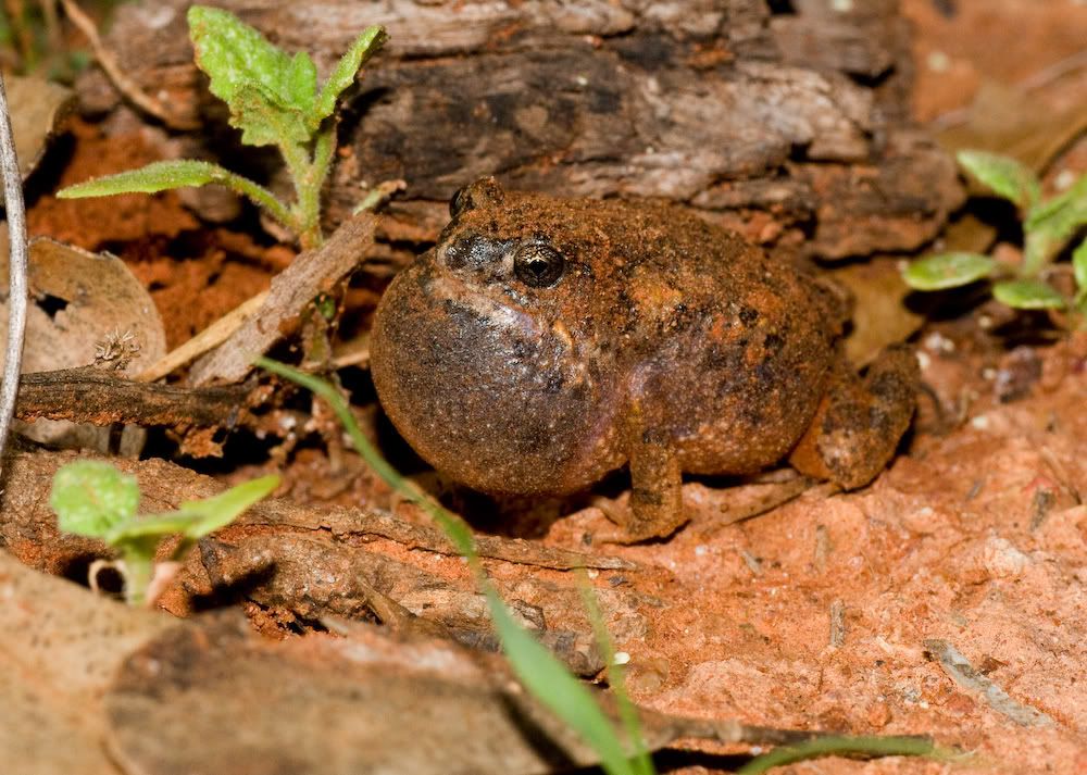 Small Brown Frogs