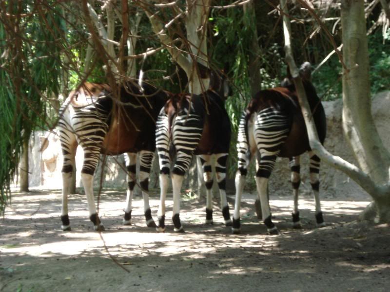 Okapis Pictures, Images and Photos