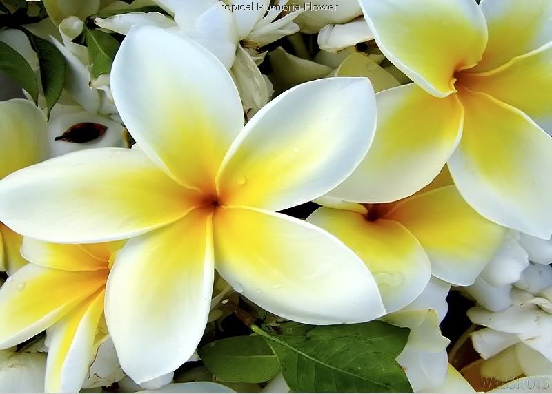 plumeria Pictures, Images and Photos. I got my tattoos in Hawaii!