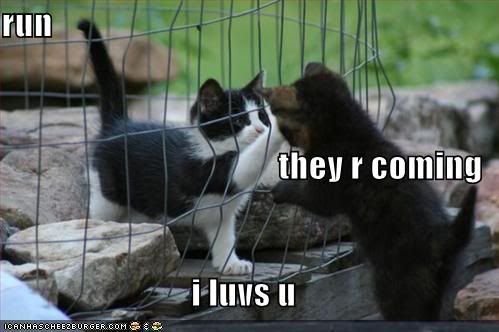 funny kittens. Funny kitties