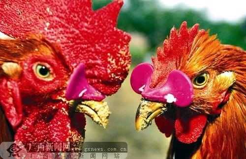 Chickens With Glasses