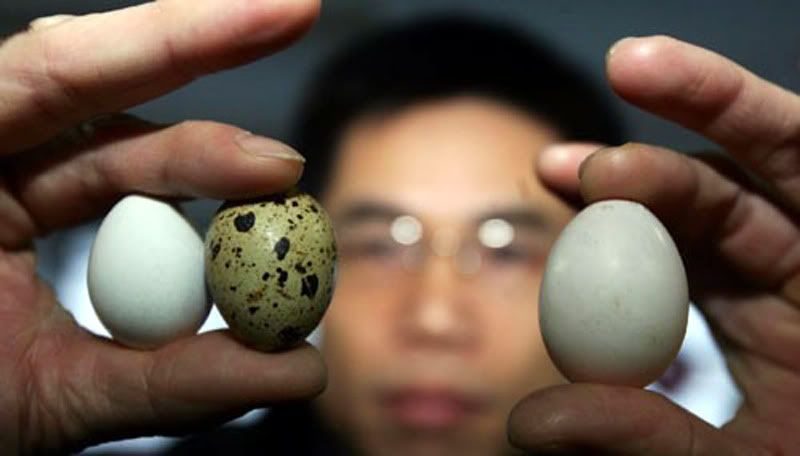 Pigeon Eggs Hatching