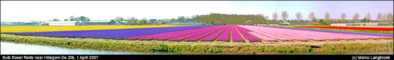 Bulb flower fields near Hillegom-De Zilk