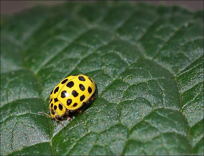 22-spotted ladybird
