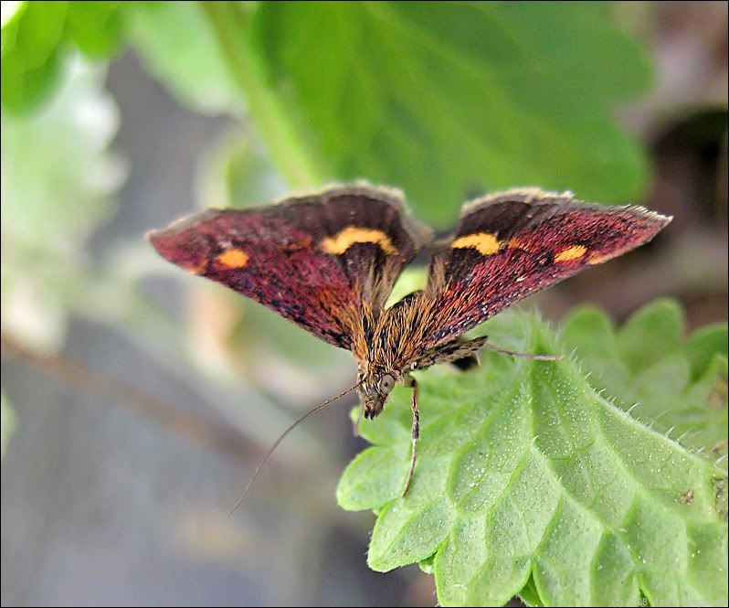 Mint moth (Pyrausta aurata)