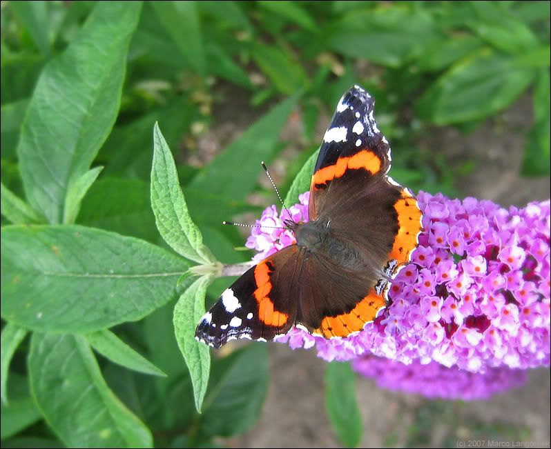 Atalanta butterfly (Vanessa atalanta)