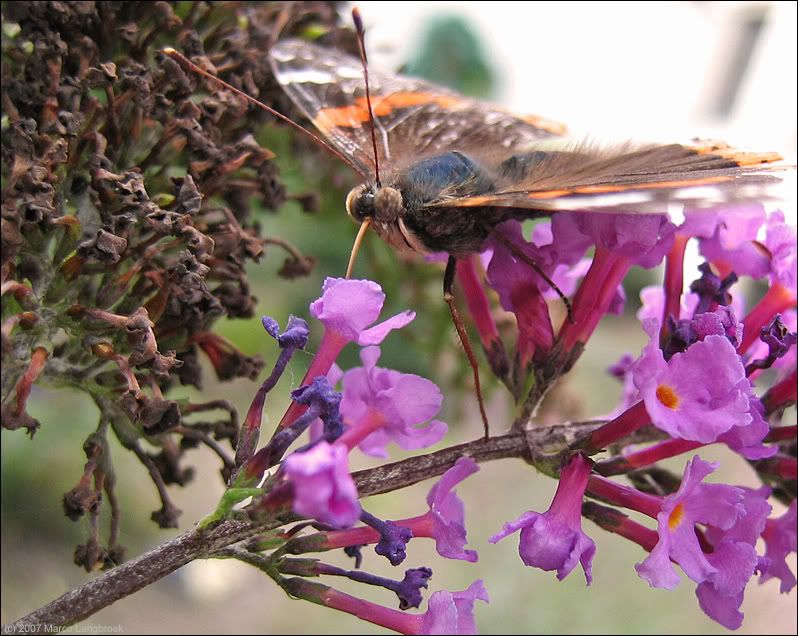 Feeding Atalanta butterfly (Vanessa atalanta)