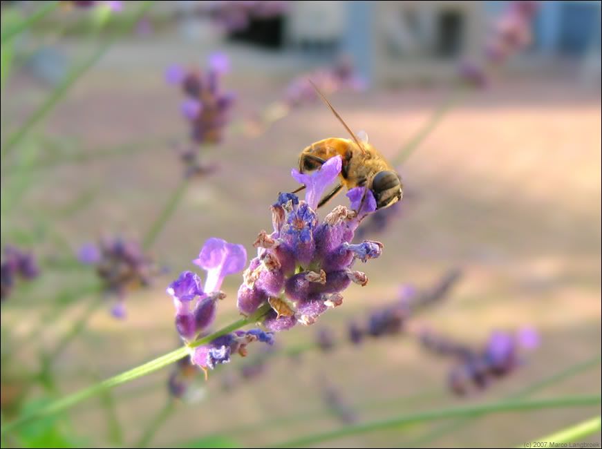 Drone fly on Lavender