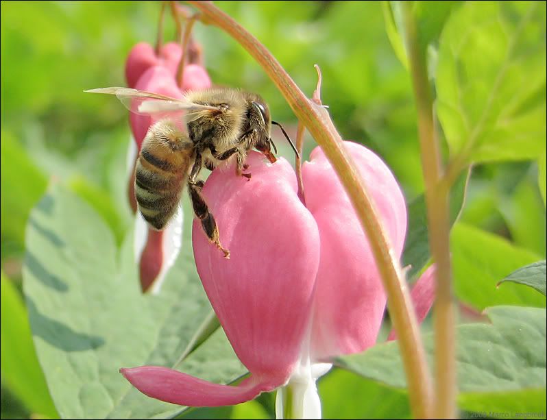 Honeybee (Apis mellifera sp.)